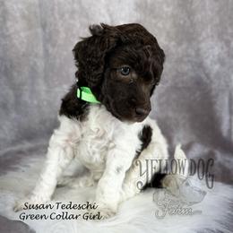 Poodle Puppies from Yellow Dog Farm