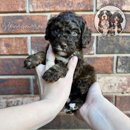 Honeymaren - Brown and white female Bernedoodle puppy in Owasso, Oklahoma from Kallams Bernedoodles & Bernese Mountain Dogs
