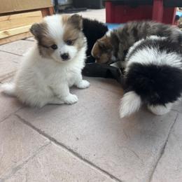 Pomeranian Puppies from Pomni Poms