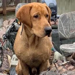 HR Gus - Labrador Retriever