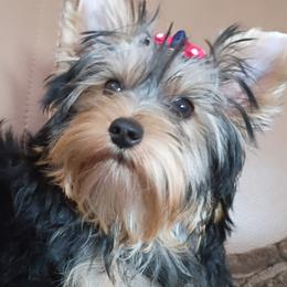 Lady - Blue and gold female Yorkshire Terrier puppy in Potomac, Maryland from Fabiana's Yorkshire Terriers