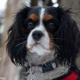 JoJo - Cavalier King Charles Spaniel