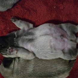Boy 2 - Fawn male Pug puppy in Gaffney, South Carolina from Sunset Farms