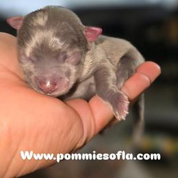 Milo - Blue merle male Pomeranian puppy in Los Angeles, California from Pommies of LA