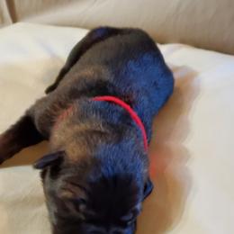 Girl 3 - German Shepherd puppy in Mead, Colorado from North Creek German Shepherds