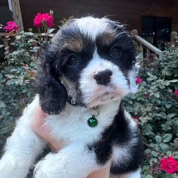 Boy 2 - Black white and tan male Cocker Spaniel puppy in Greensboro, North Carolina from Cochran Spaniels