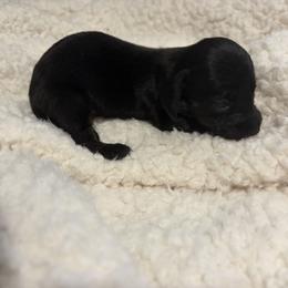 Cinderella - Brindle female Dachshund puppy in St. Cloud, Virginia from White Oak Kennels