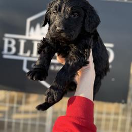 Violet - Black female Bernedoodle puppy in Bellevue, Iowa from Blended Acres & Kennels