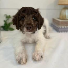Aslan - White and red male Bordoodle puppy in Valley Center, California from Circle R Valley Bordoodls
