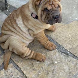 Girl 1 rose collar - Red fawn female Chinese Shar-Pei puppy in Fairfield, Texas from Majesty SharPei