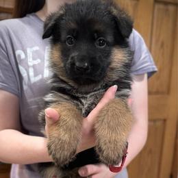 Miss Red - Black and red female German Shepherd puppy in Lawton, Michigan from Free Indeed Shepherds
