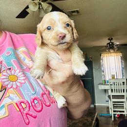 Pumpkin - Piebald female Dachshund puppy in Caddo, Oklahoma from Caddo Hills Doxies and doodles