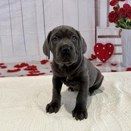Payton - Gray female Cane Corso puppy in Loogootee, Indiana from Walnut Creek Cane Corso