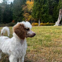 Winnie - Parti female Poodle puppy in Wolf Creek, Oregon from Dejah Bleu Kennels