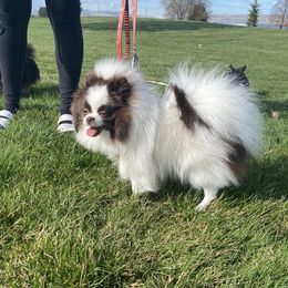 June - Pomeranian
