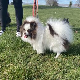 June - Pomeranian