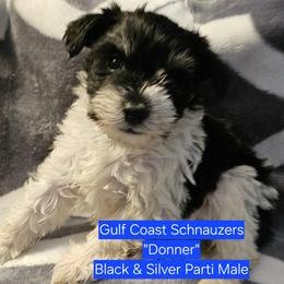 Donner - Parti male Miniature Schnauzer puppy in Mobile, Alabama from Gulf Coast Schnauzers