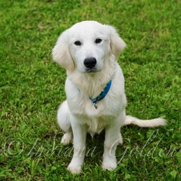 Sitka- Trained - Light golden male Golden Retriever puppy in Bedford, Indiana from Indiana Goldens