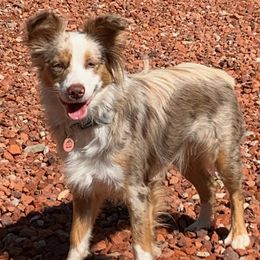 Miniature Australian Shepherds from Swidarski Mini Aussies