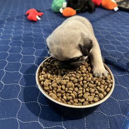 Pug Puppies from Galaxy Pugs of Georgia