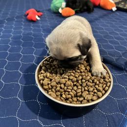 Pug Puppies from Galaxy Pugs of Georgia