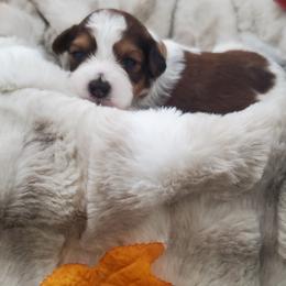 Mr. Brown - Parti male Schnoodle puppy in Leitchfield, Kentucky from Eveleigh Acres Puppies
