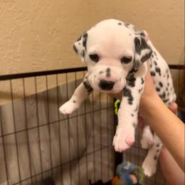 Bombadill - White and black male Dalmatian puppy in Conroe, Texas from Saint Rocco's Dalmatians