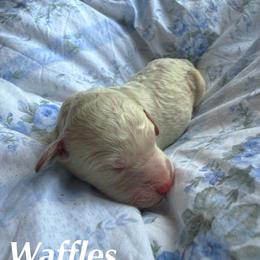Waffles - Cream female Goldendoodle puppy in Atlantic Beach, Florida from Glamorous Golden Doodles