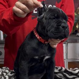 Red collar - Black brindle female Cane Corso puppy in Clewiston, Florida from Far From Average Kennels