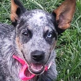 Australian Cattle Dogs from Hilltop Heelers