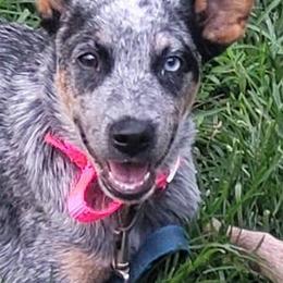 Australian Cattle Dogs from Hilltop Heelers