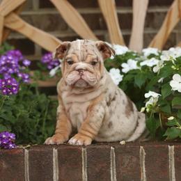 Lime green collar boy puppy 6000 - Brindle male Bulldog puppy in Lewisberry, Pennsylvania from Salted Rim Corgis