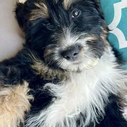 Bernedoodles from Hickory Haven