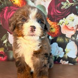 Mesa - Merle male Bernedoodle puppy in Travelers Rest, South Carolina from Bernedoodle.do