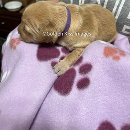 Golden Retriever Puppies from Golden Kiss Retrievers