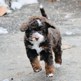 Light blue boy - Brown and white male Bernedoodle puppy in Waukesha, Wisconsin from Bernedoodle Boutique (and Cavapoos)