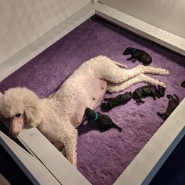 Poodle Puppies from Alue Standard Poodles