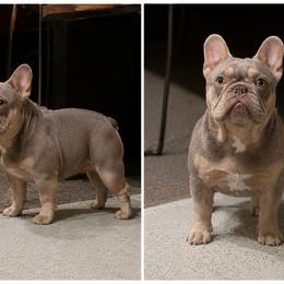 Simba - French Bulldog