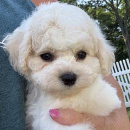 Blue boy - White and apricot male Bichon Frise puppy in Miller Place, New York from Doriann Bichons