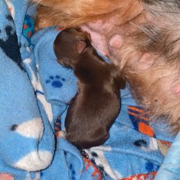 Girl 2 - Yorkshire Terrier puppy from Sandra's Yorkies