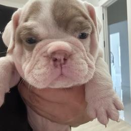 Girl 3 - Lilac tri-color female Bulldog puppy in Rome, Georgia from English Bulldogs of the Seven Hills