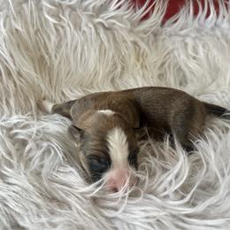 Sable boy - Sable and white male Cardigan Welsh Corgi puppy in Clinton, Tennessee from High Hopes Farm