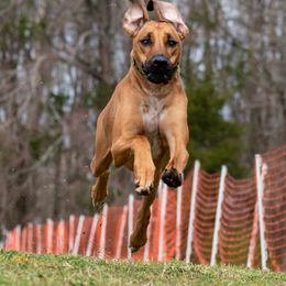 Rhodesian Ridgeback and Xoloitzcuintli All Grown Up from Venus Rhodesian Ridgebacks