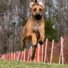 Rhodesian Ridgeback and Xoloitzcuintli All Grown Up from Venus Rhodesian Ridgebacks