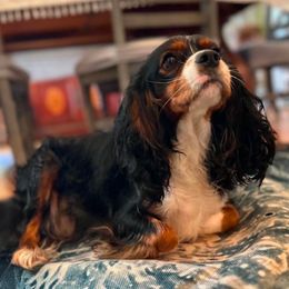 Charlotte - Cavalier King Charles Spaniel