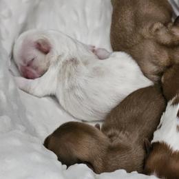 Shih Tzu puppies from NC Shih Tzus by Tammy