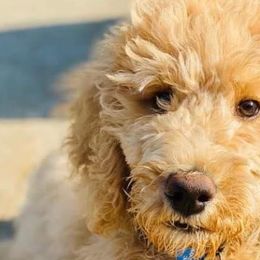 Aussiedoodles, Cockapoos, Goldendoodles, Poodles, Sheepadoodles, and Springerdoodles from Two Creeks Farm Poodles & Doodles