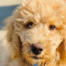 Aussiedoodles, Cockapoos, Goldendoodles, Poodles, Sheepadoodles, and Springerdoodles from Two Creeks Farm Poodles & Doodles