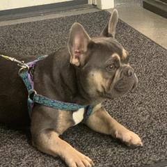 Sophie - French Bulldog