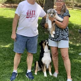 Australian Shepherd Puppies from Highline